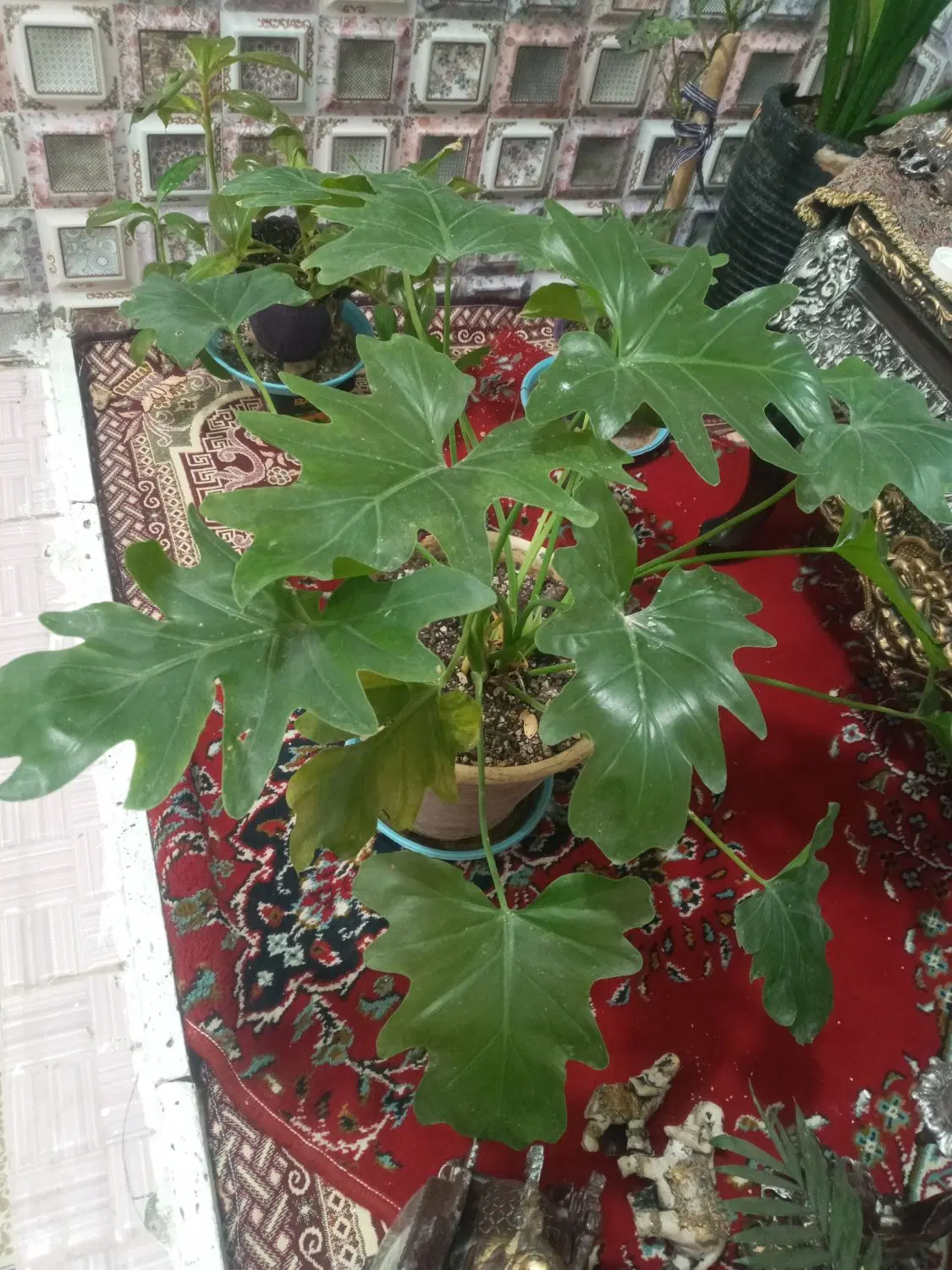 گل شاداب|گل و گیاه طبیعی|اردکان, |دیوار