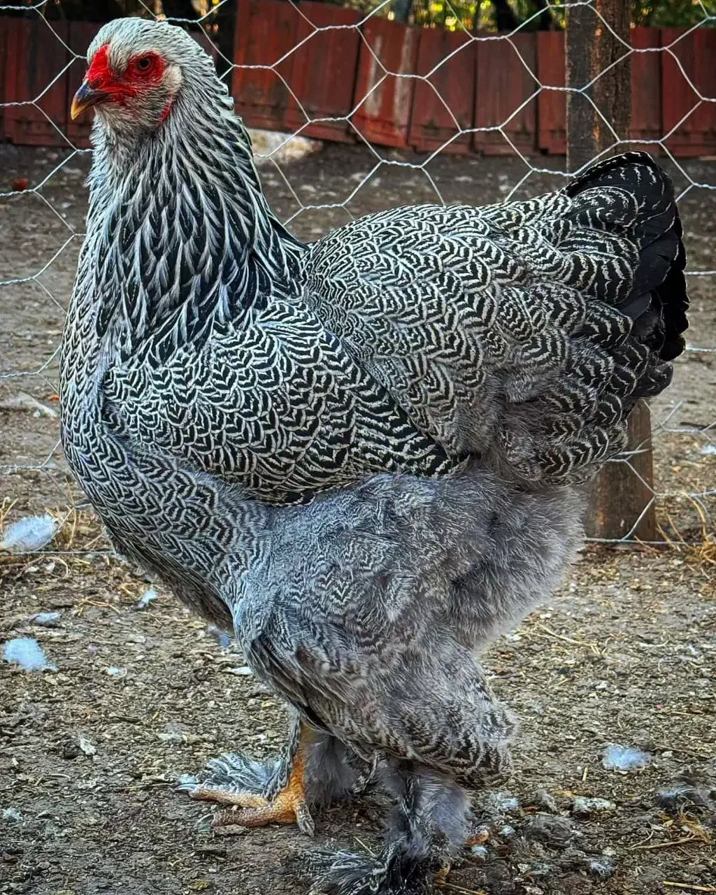 فروش نیمچه برهما دارک|حیوانات مزرعه|قائمشهر, |دیوار