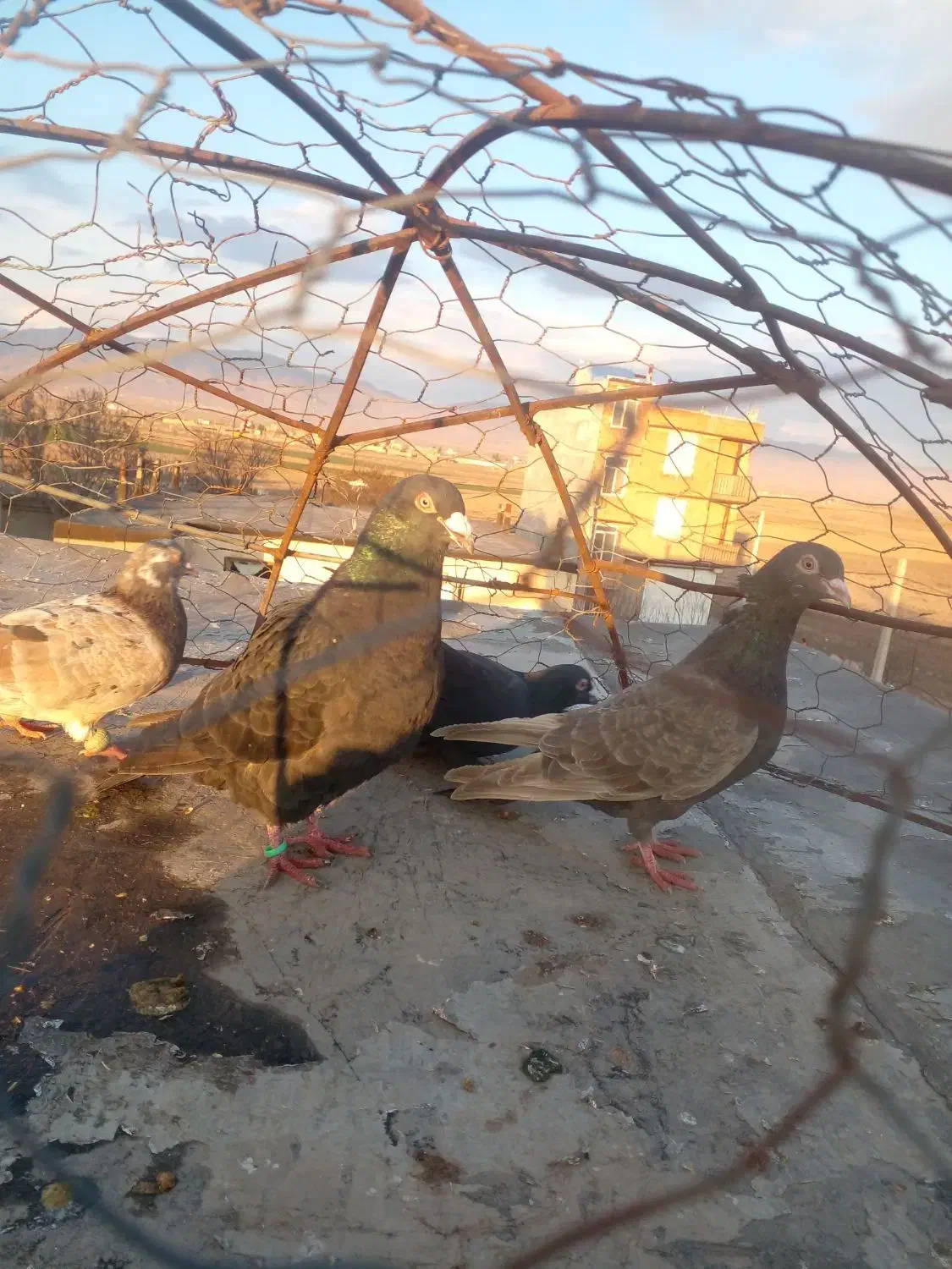 کبوتر|پرنده|فاروج, |دیوار