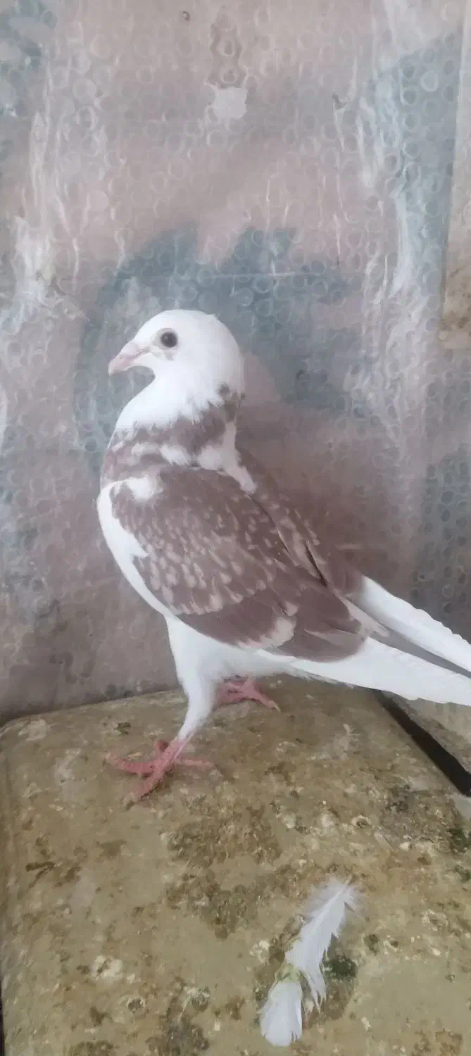 ۵ کفتر فروشی|پرنده|طبس, |دیوار