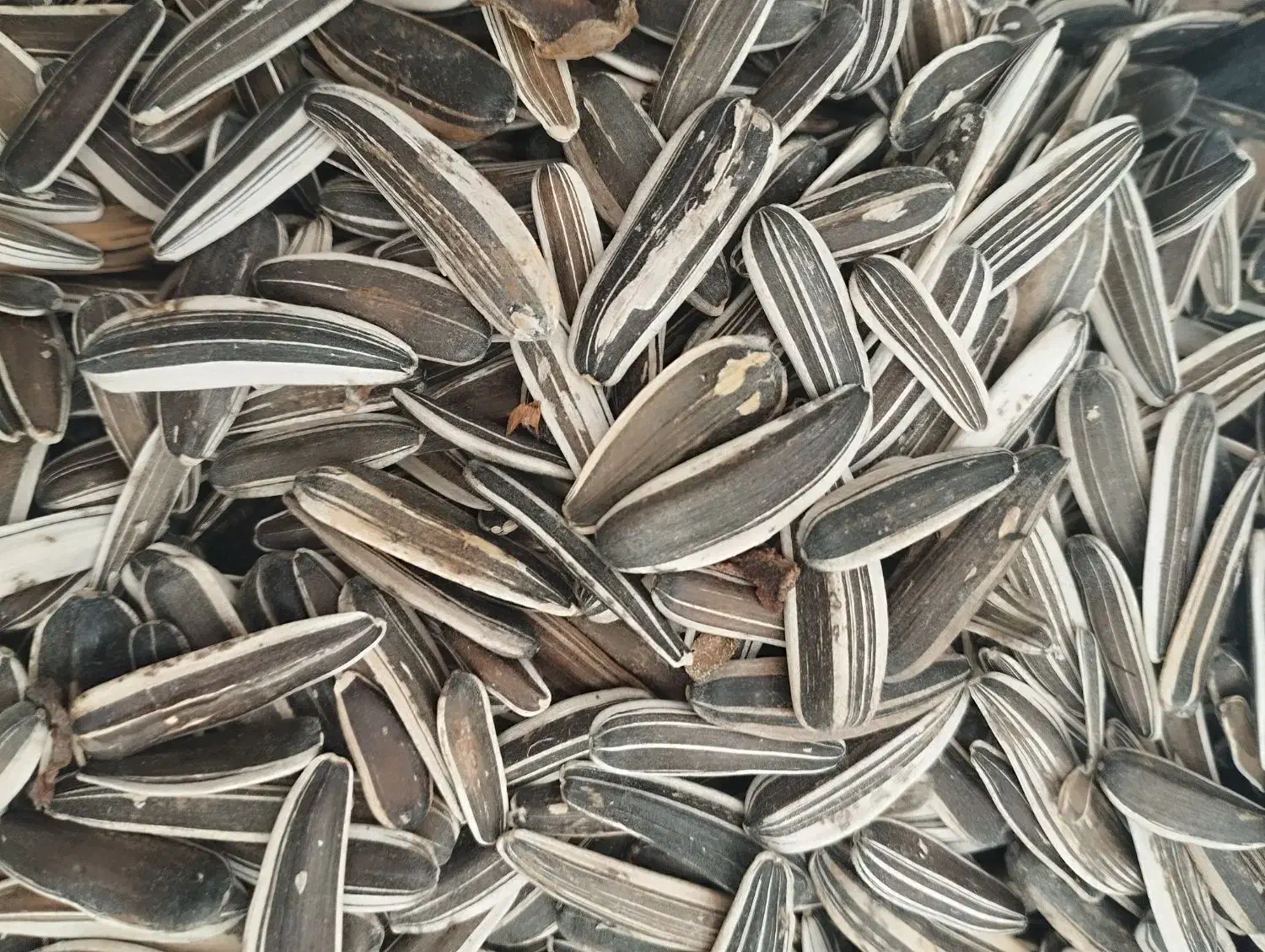 تخمه سنقری|خوردنی و آشامیدنی|روانسر, |دیوار