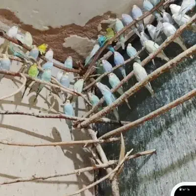 350تا مرغ عشق بالغ مابقی جوجه دونخور|پرنده|مشهد, نیروی هوایی|دیوار