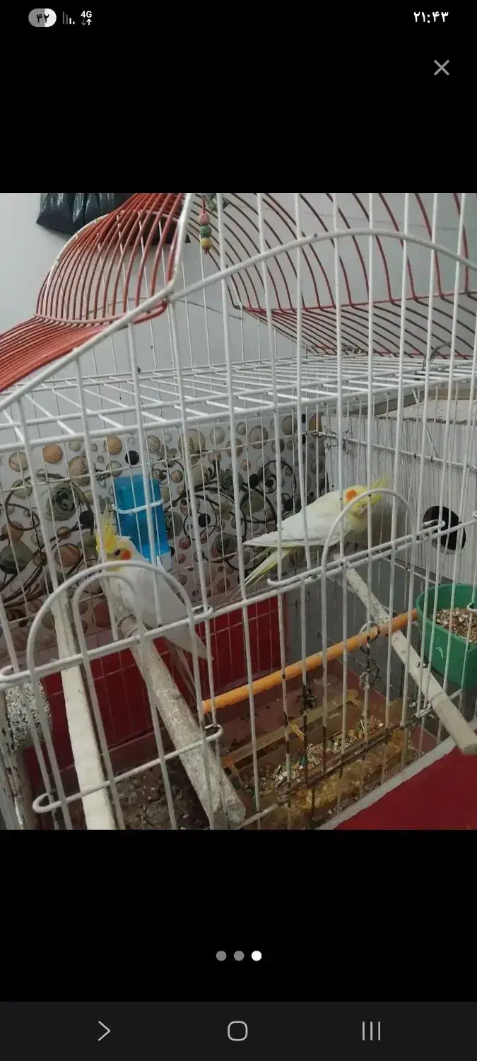 عروس هلندی و قناری|پرنده|مشهد, پنجتن|دیوار