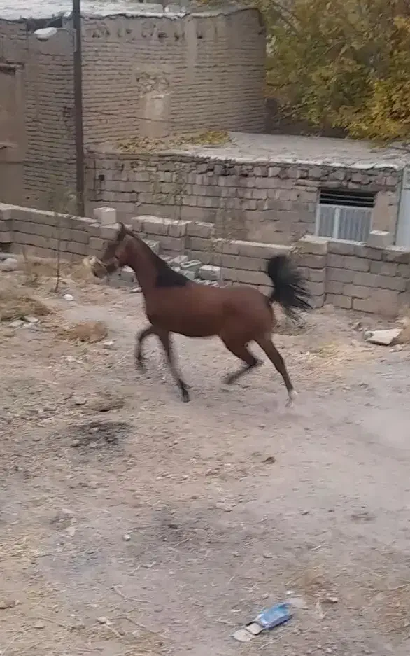 کره مادیان کرد|اسب و تجهیزات اسبسواری|فولادشهر, زاینده رود|دیوار