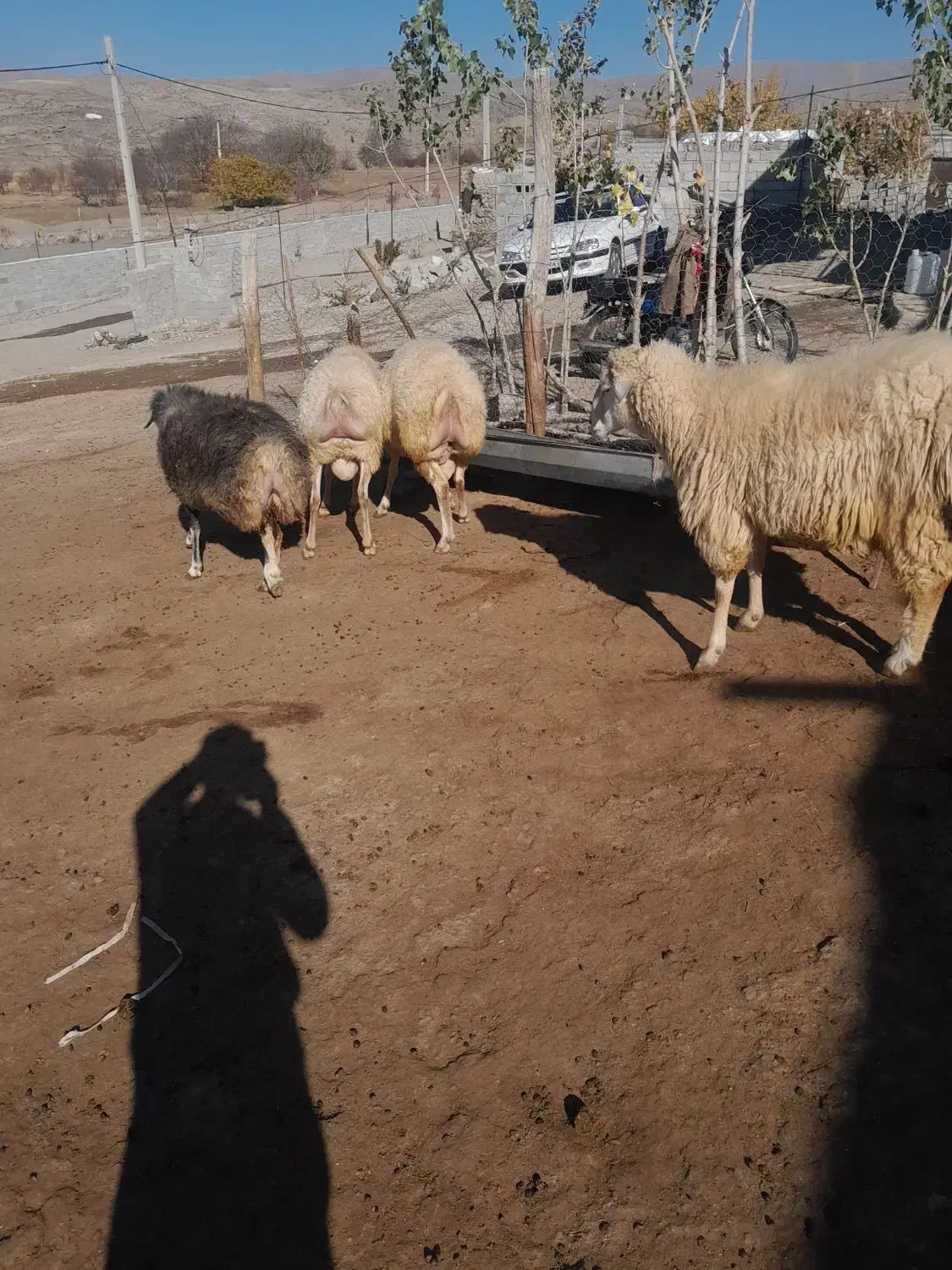 قوچ چهار دندون|حیوانات مزرعه|ارشق, |دیوار