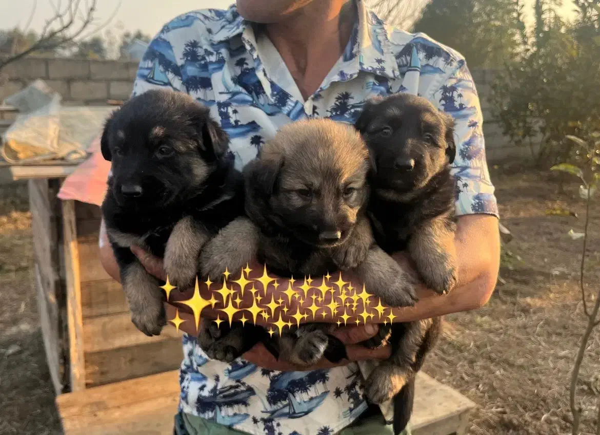 سگ ژرمن|سگ|بندر انزلی, تختی|دیوار