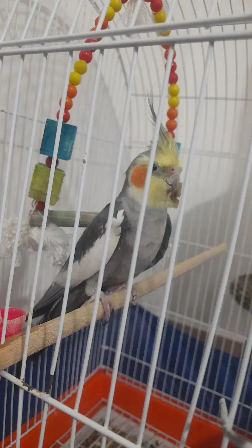 عروس هلندی|پرنده|گرمسار, |دیوار