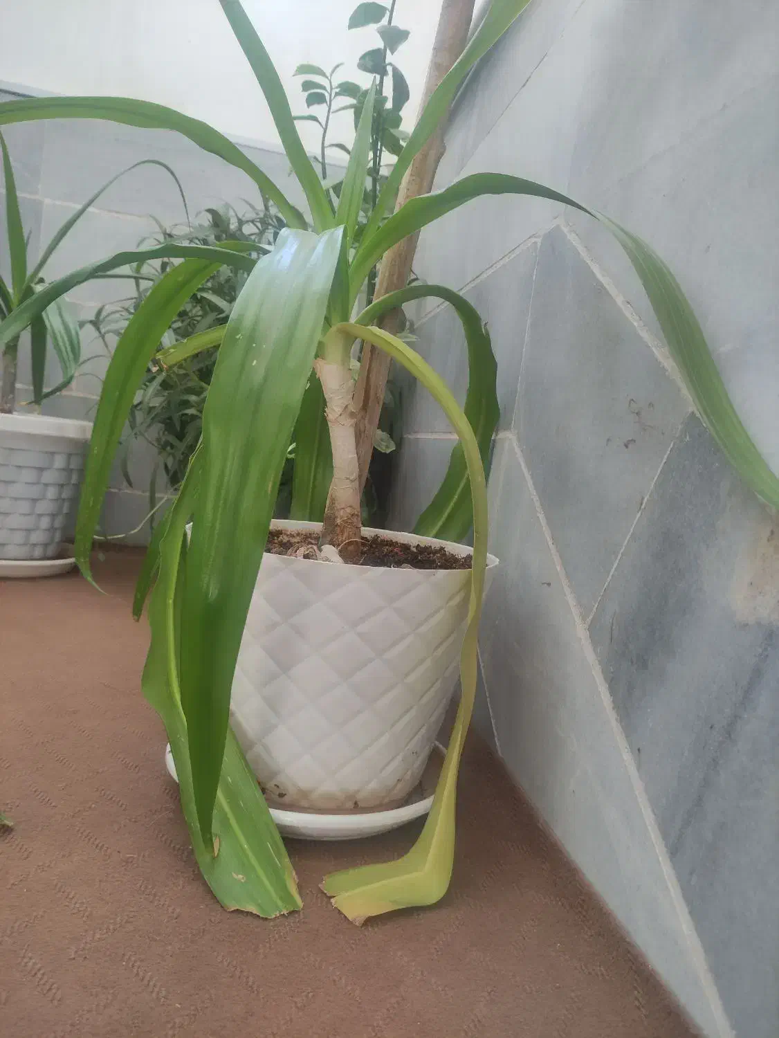 فروش گل|گل و گیاه طبیعی|یزد, |دیوار