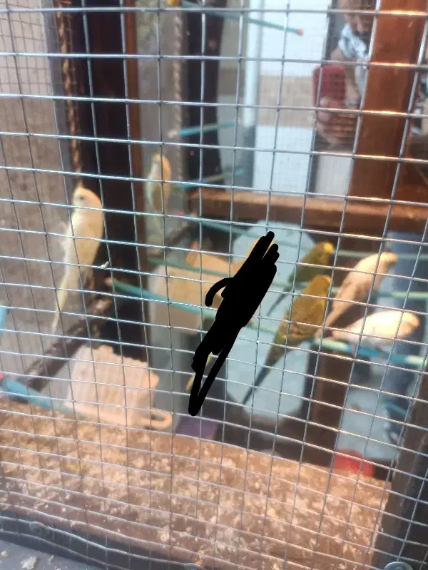 دو جفت مرغ عشق و یه جفت فنج پرستار|پرنده|شهرکرد, |دیوار