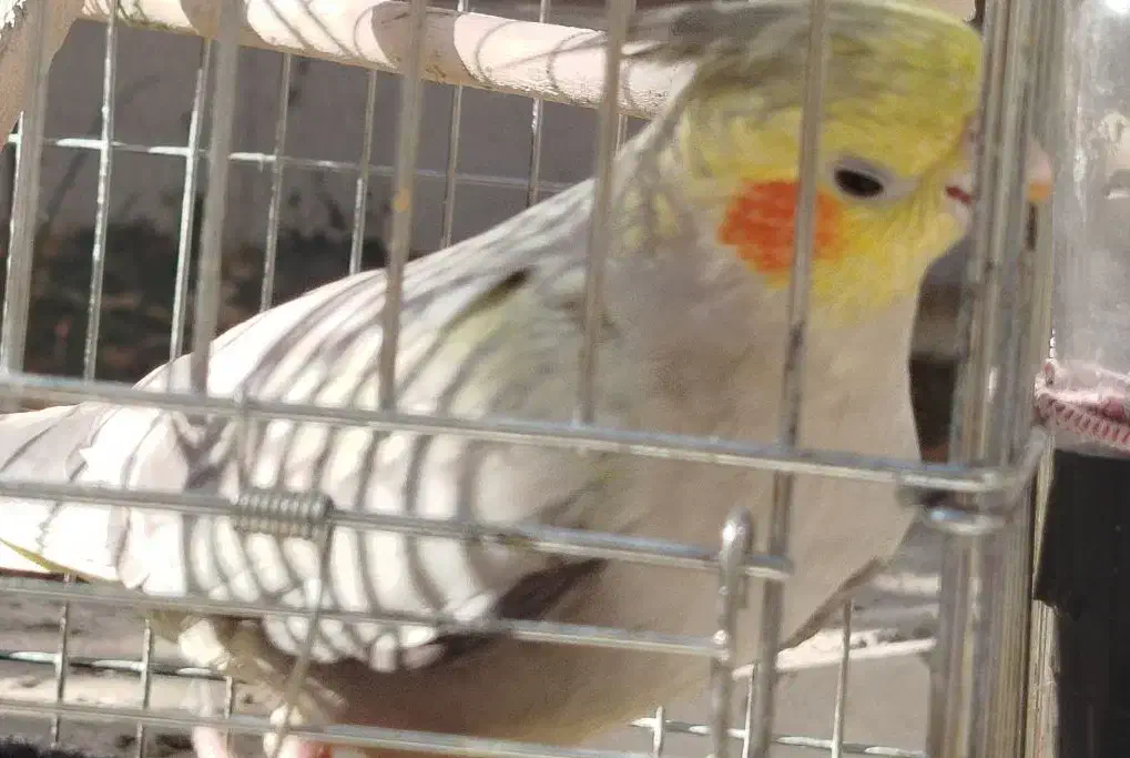 عروس هلندی و مرغ عشق|پرنده|آبادان, |دیوار