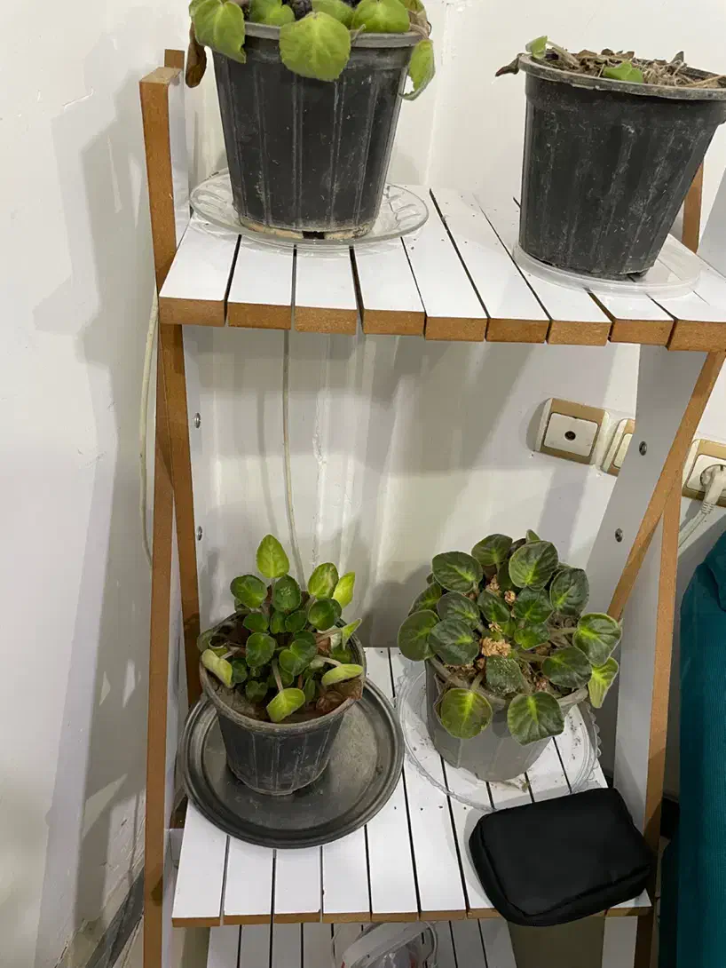 استند گل|کتابخانه، شلف، قفسه‌های دیواری|آستانه اشرفیه, |دیوار