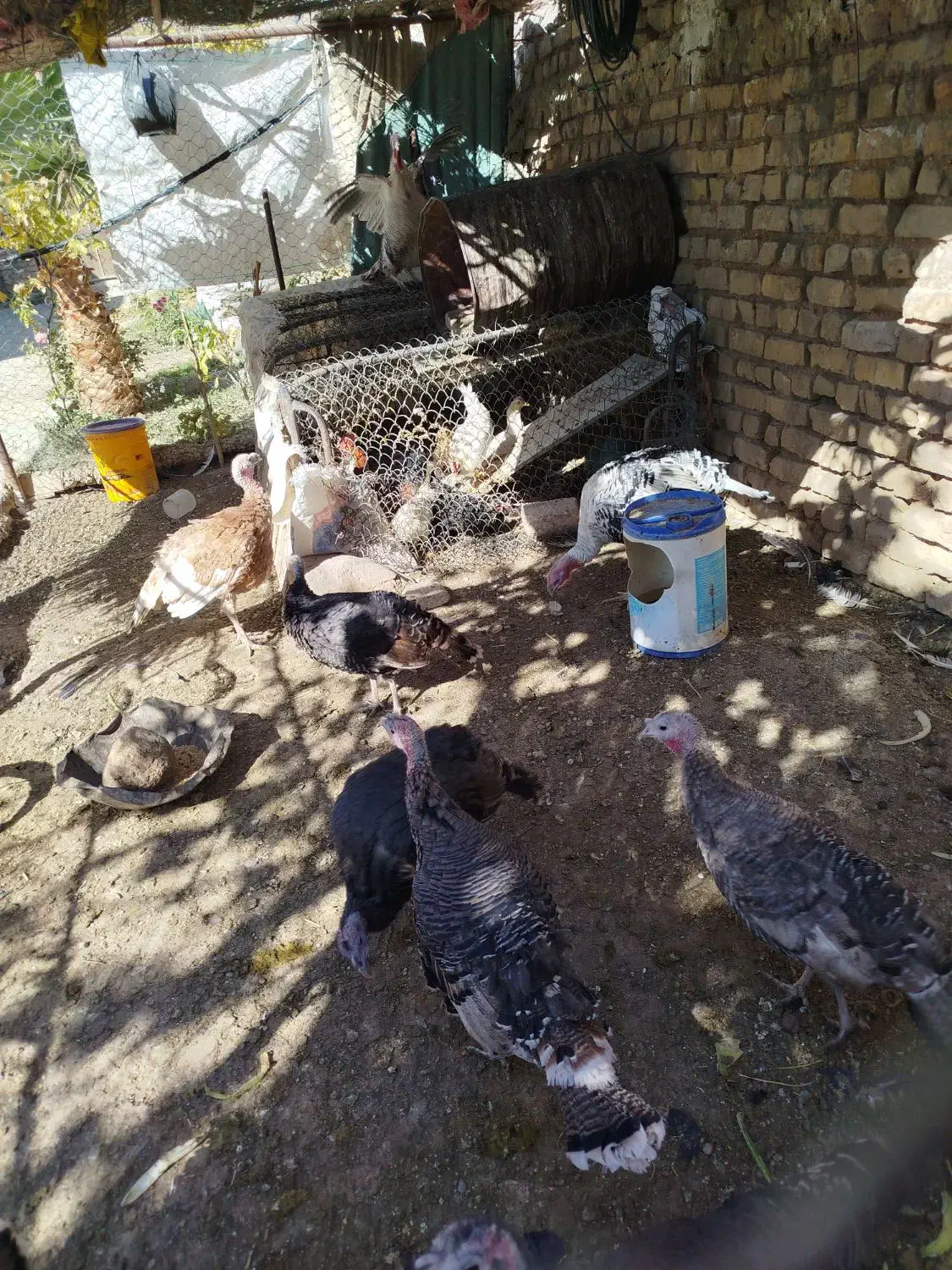 بوقلمون نر و ماده|حیوانات مزرعه|مرودشت, نقش رستم|دیوار