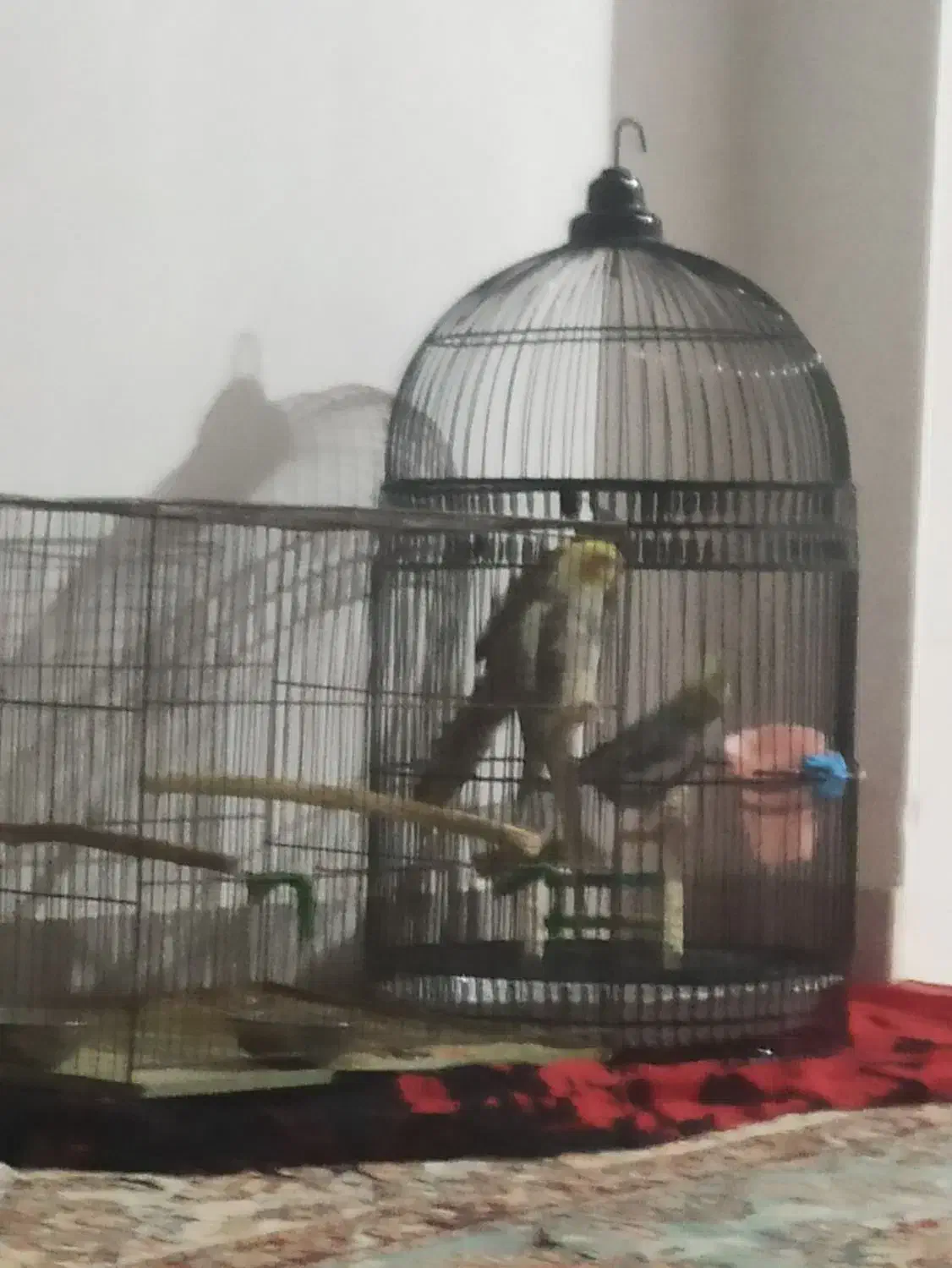 پرنده|پرنده|گلپایگان, |دیوار