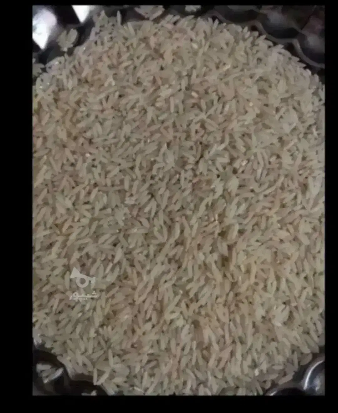 ۵۰۰ ک برنج کشت دوم اصلی طارم عالی ارسال هم میشود|خوردنی و آشامیدنی|بابل, |دیوار