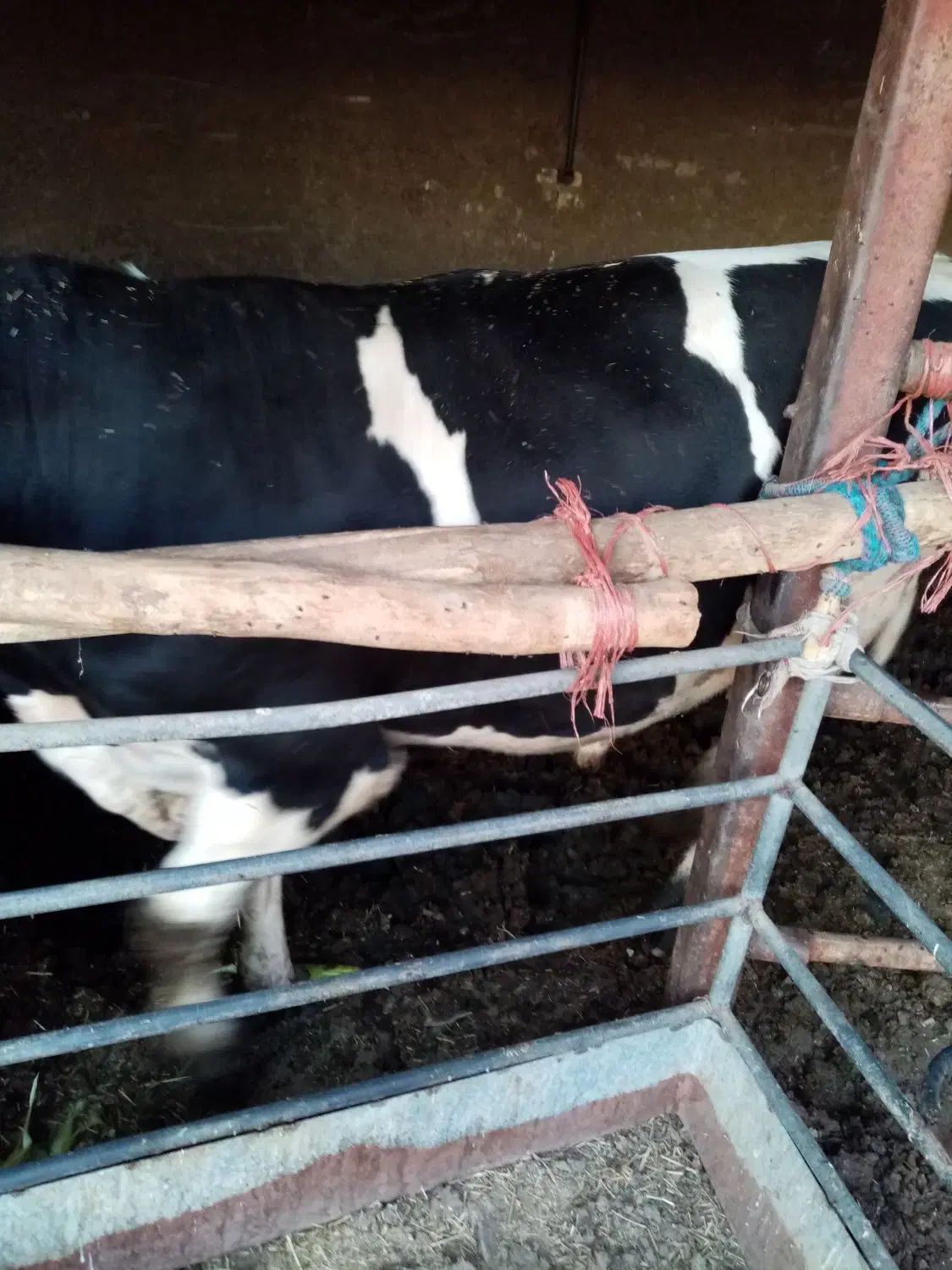 گوساله گوشتی|حیوانات مزرعه|اصفهان, شهرک امام خمینی|دیوار