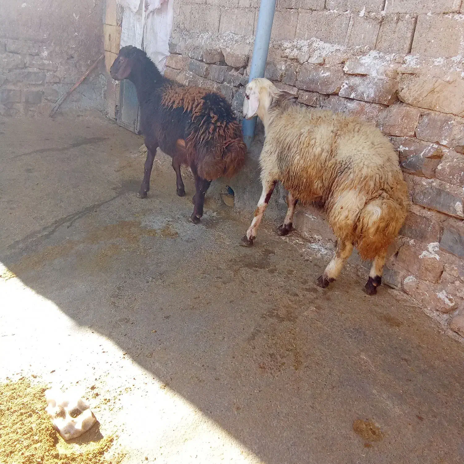 بره قوچ|حیوانات مزرعه|شیروان (لرستان), |دیوار