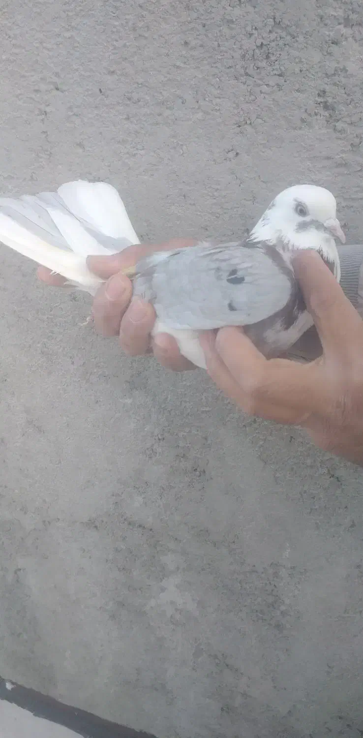 گوره غ ر ی ب|پرنده|نهاوند, |دیوار