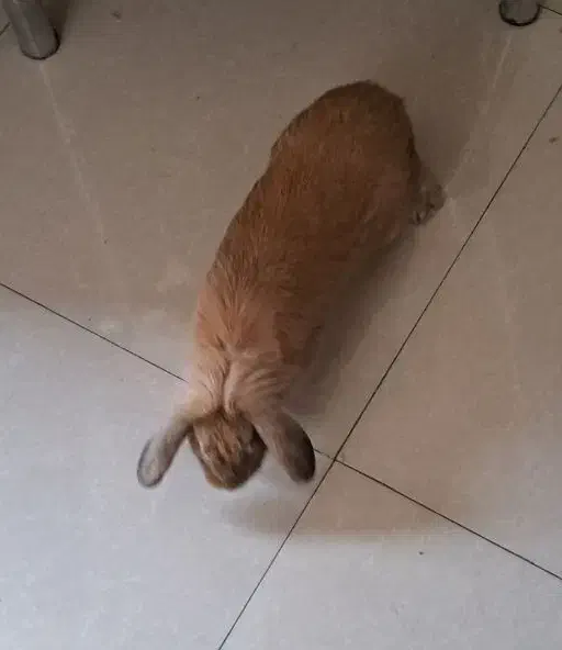 خرگوش لپ نر|موش و خرگوش|ارومیه, |دیوار