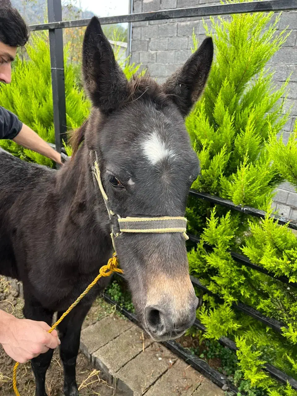 اسب|اسب و تجهیزات اسبسواری|لاهیجان, لیالستان|دیوار