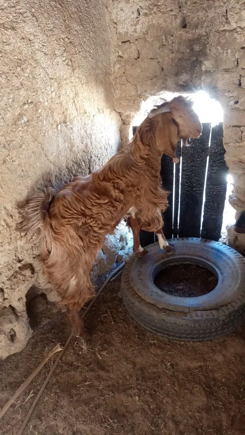 پاچن دورگ|حیوانات مزرعه|سراوان, |دیوار