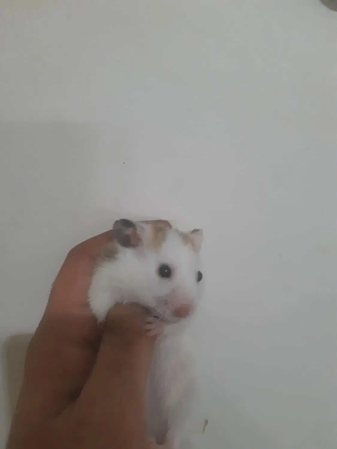 همستر سوری|موش و خرگوش|تهران, نعمت‌آباد|دیوار