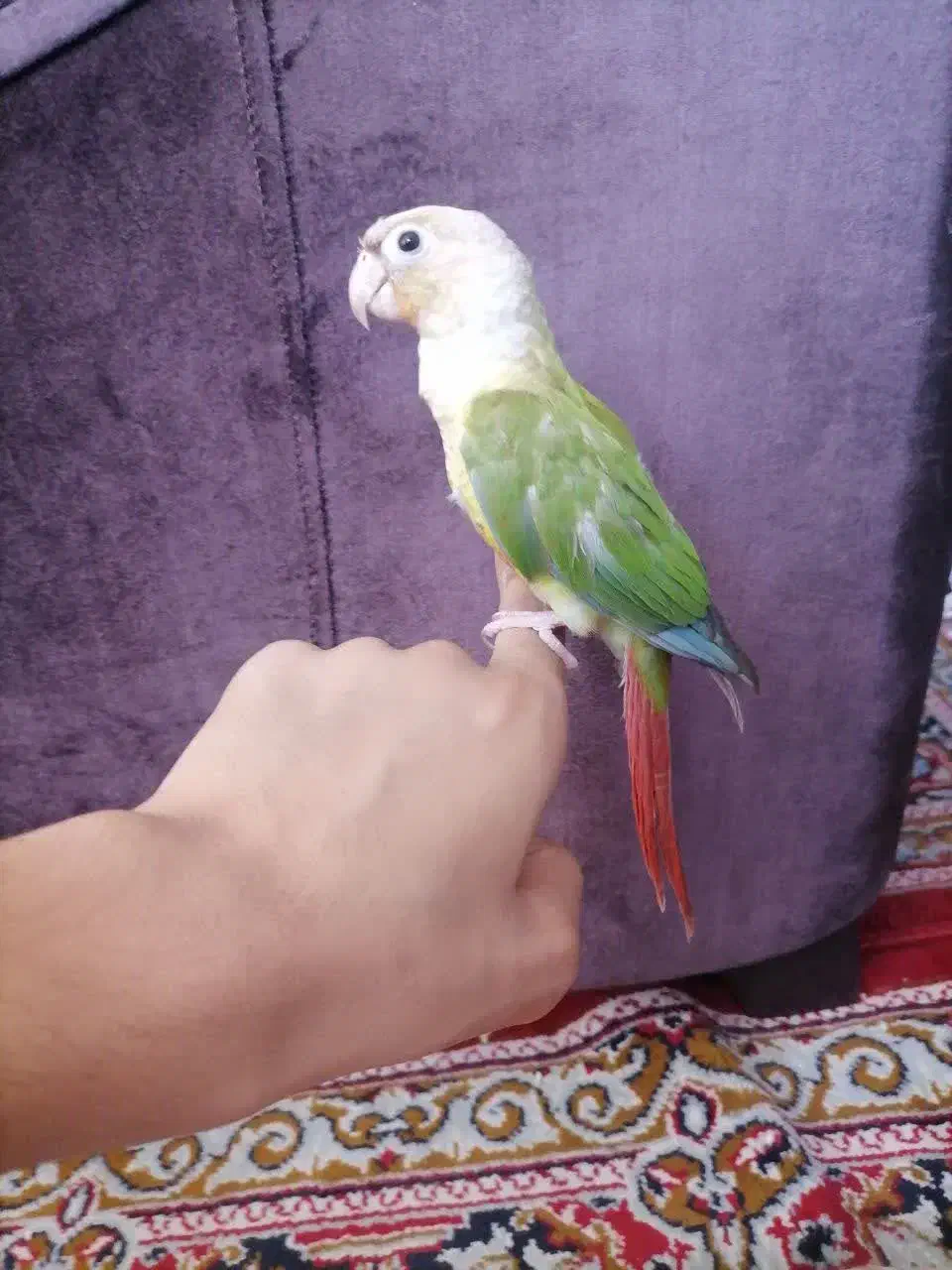 گریچینگ آناناس 8ماهه دستی|پرنده|اردکان, |دیوار