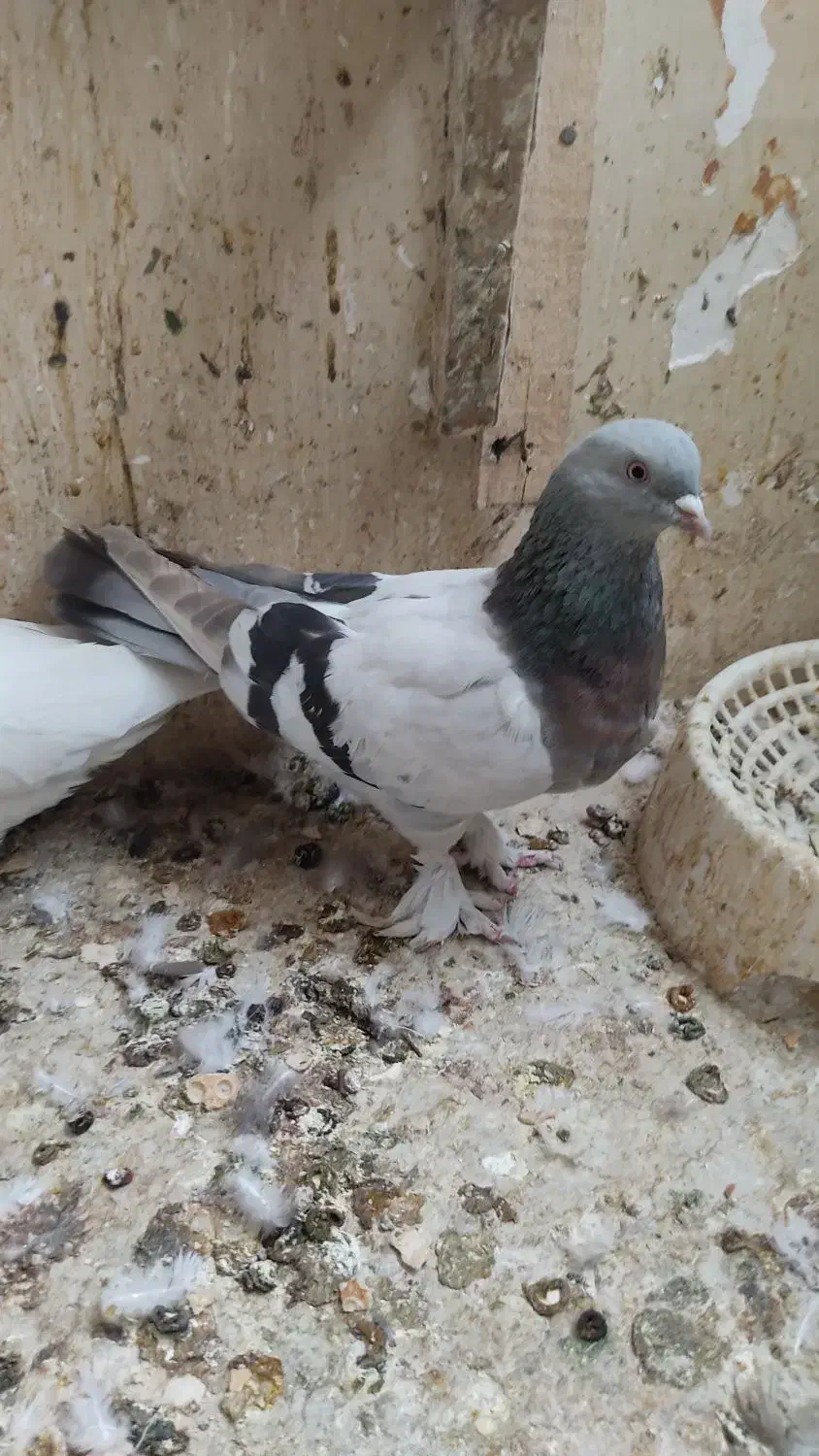 ماده رنگی|پرنده|شیراز, دارالرحمه|دیوار
