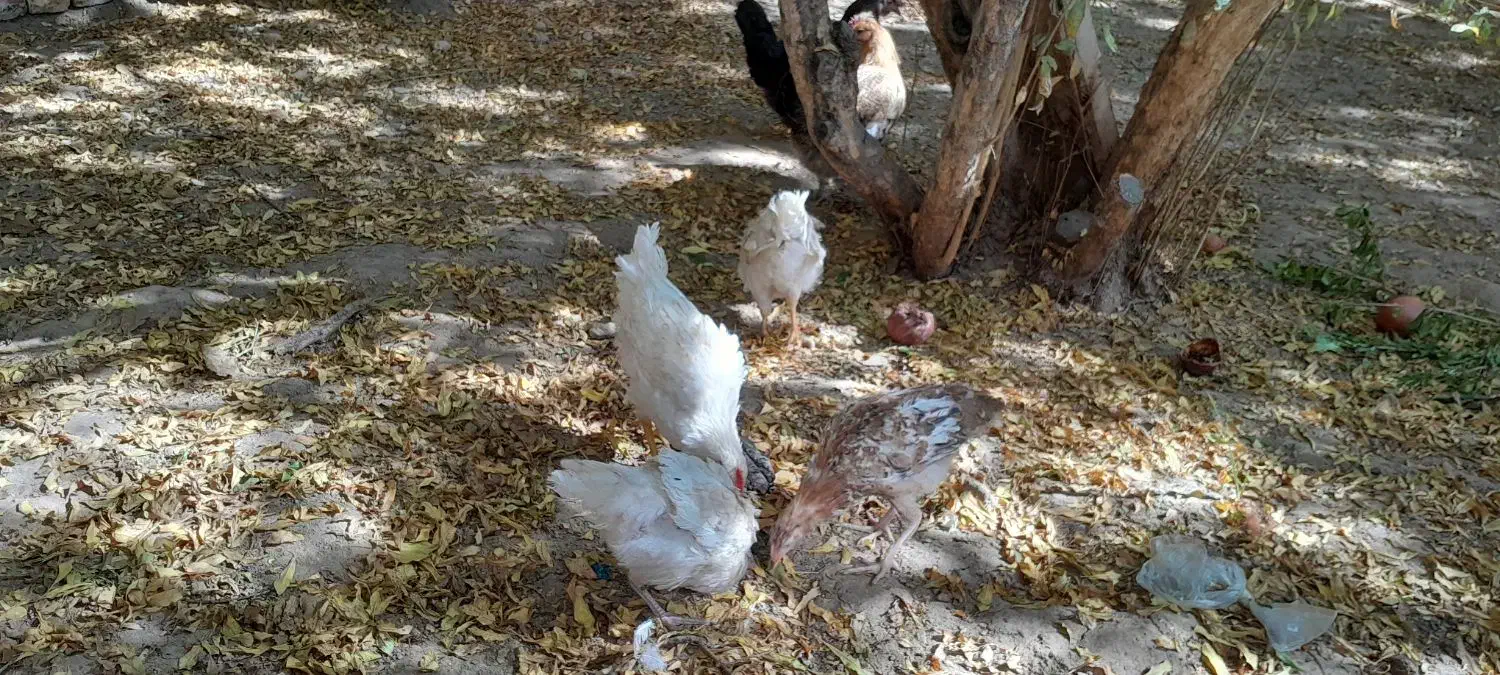 مرغ و خروس و مرغ کرچ آماده جوجه کشی|حیوانات مزرعه|یزد, |دیوار