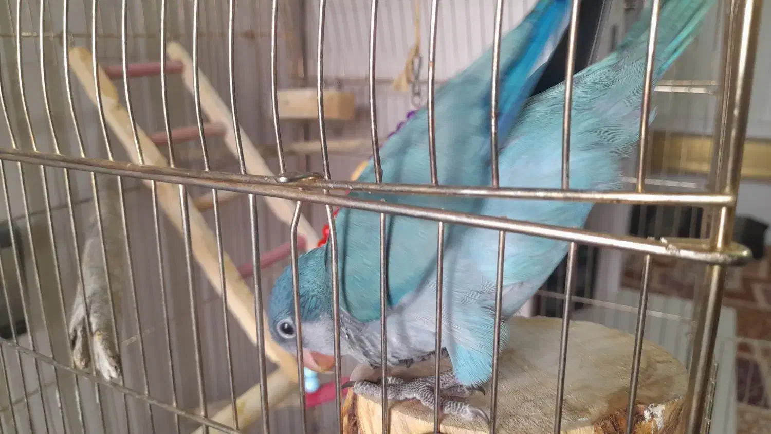 طوطی راهب|پرنده|کرج, محمد آباد|دیوار