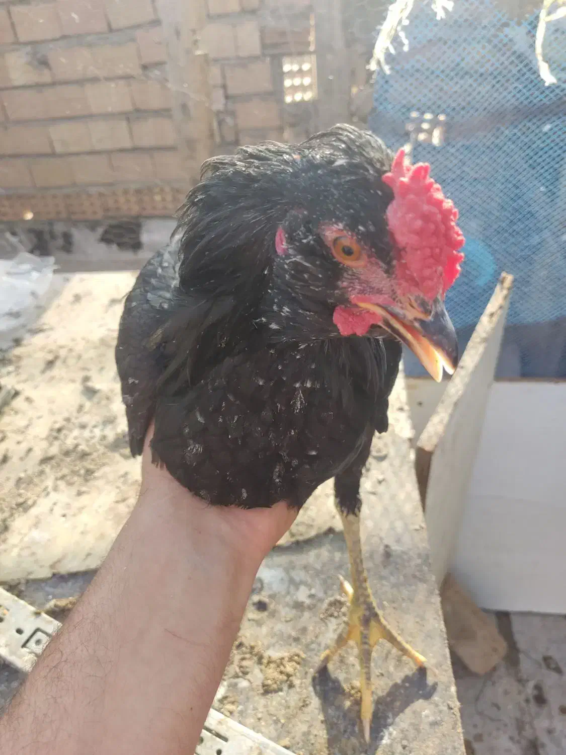 تخم نطفه دار گلین|حیوانات مزرعه|چهارباغ, |دیوار