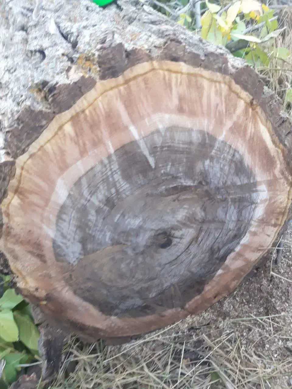 خریدارچوب|خدمات باغبانی و درختکاری|نظرآباد, فخر ایران|دیوار