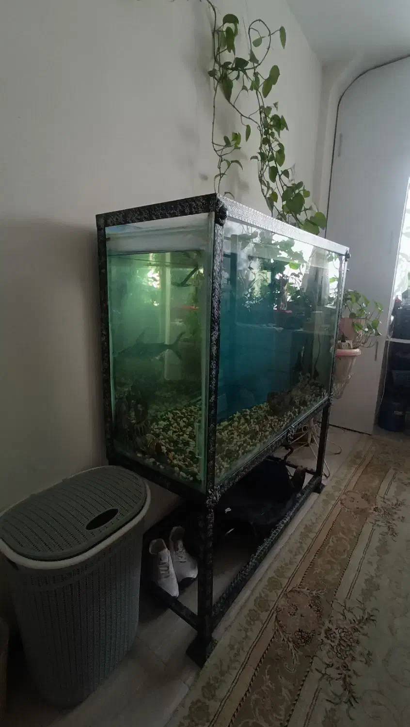اکواریوم چوبی وپایه فلزی|لوازم جانبی حیوانات|محمدشهر, ولدآباد|دیوار