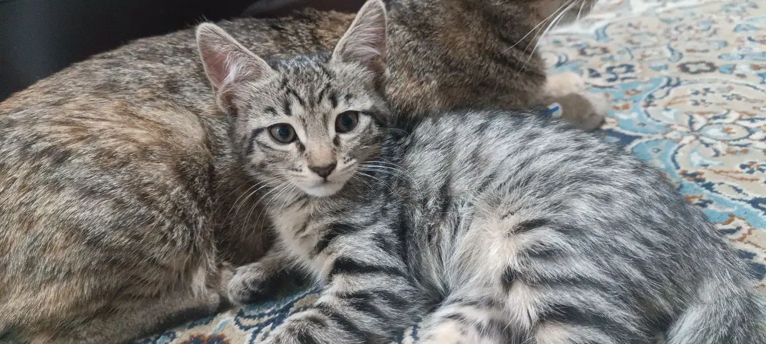 واگذاری بچه گربه دو ماهه|گربه|تهران, تهرانپارس غربی|دیوار