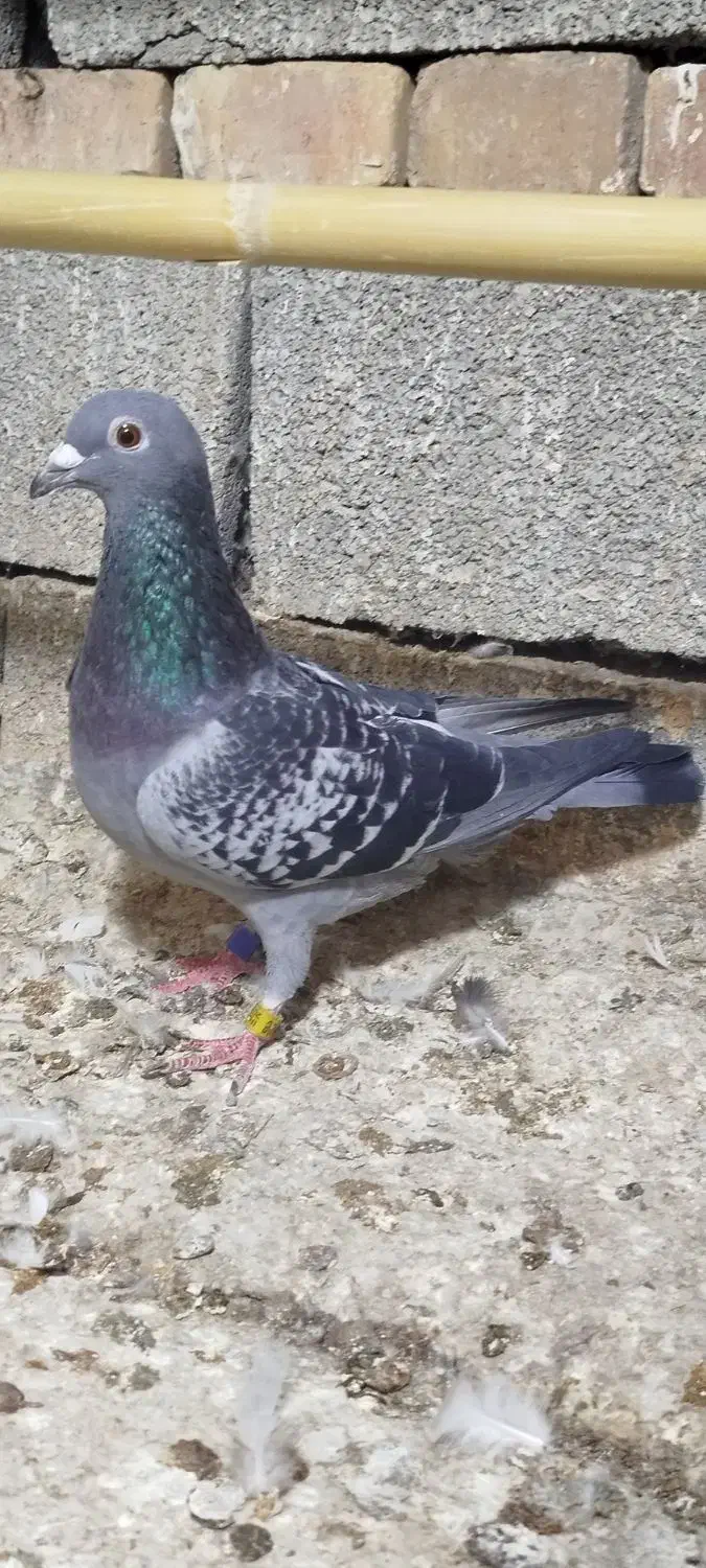 گرفتنی مسافتی|پرنده|مینودشت, |دیوار