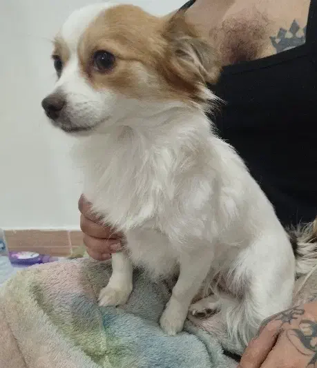 حیوان خانگی|سگ|وحیدیه, |دیوار