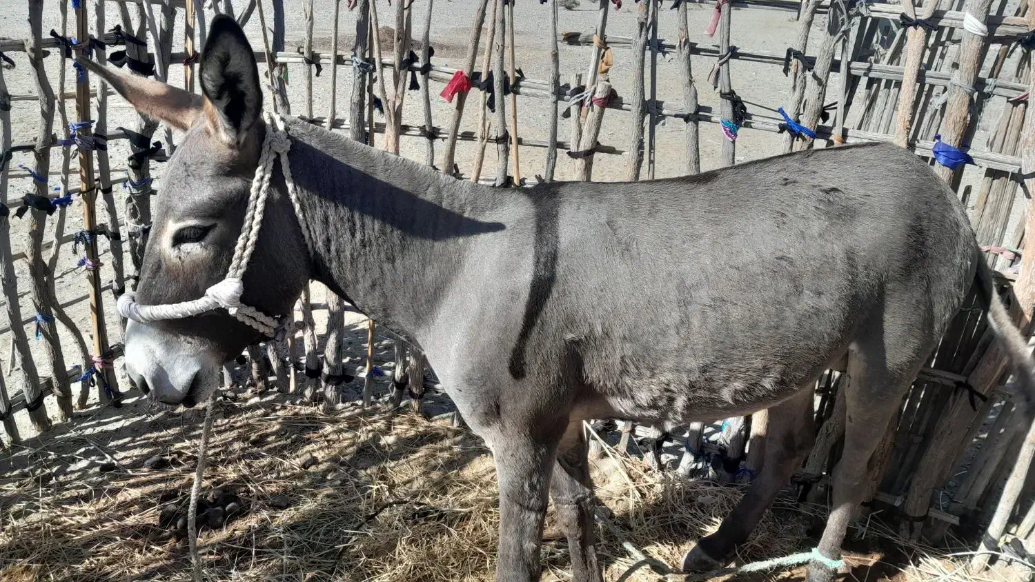 الاغ|حیوانات مزرعه|بشاگرد, |دیوار