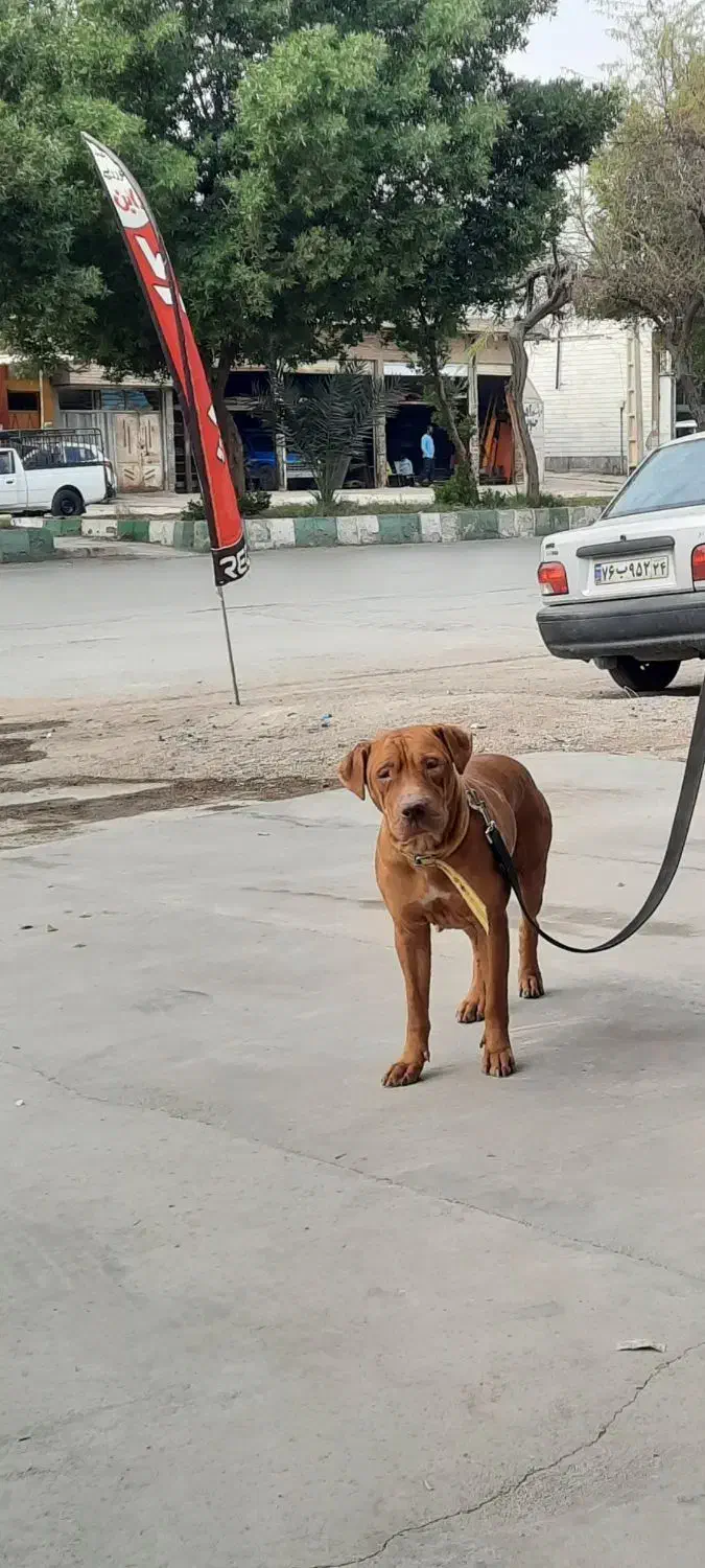 حیوانات گمشده|حیوانات|آبادان, |دیوار