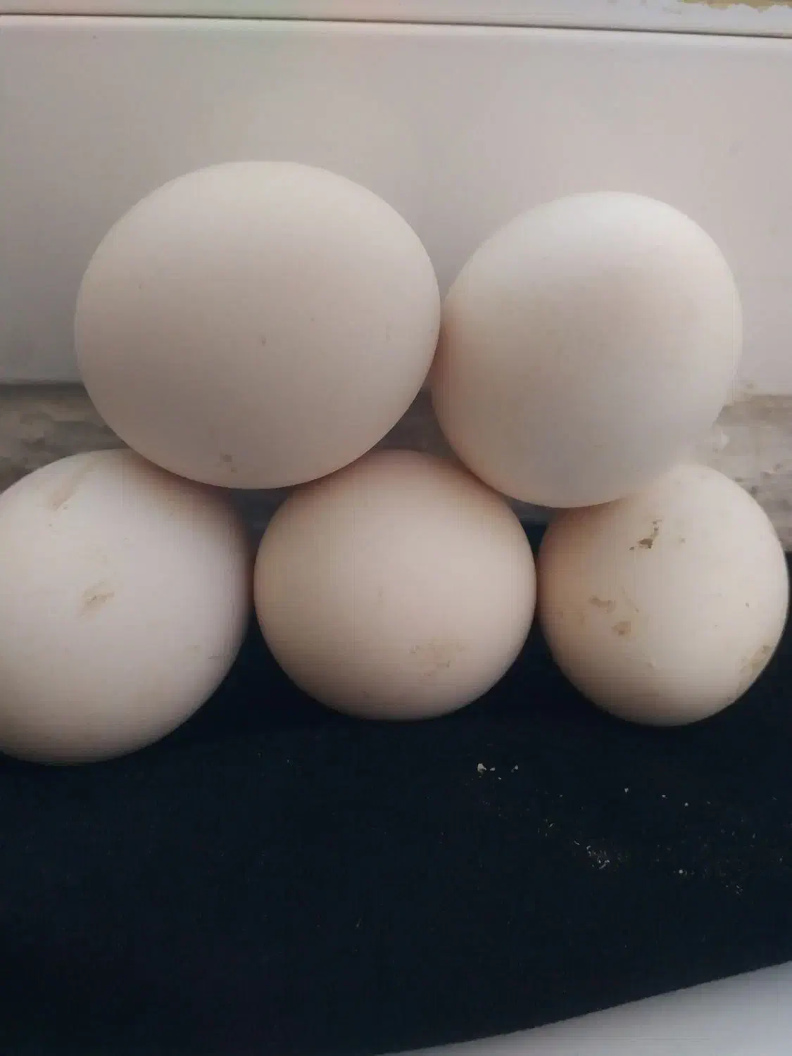 تخم‌ مرغ گلین|حراج|سرپل ذهاب, |دیوار