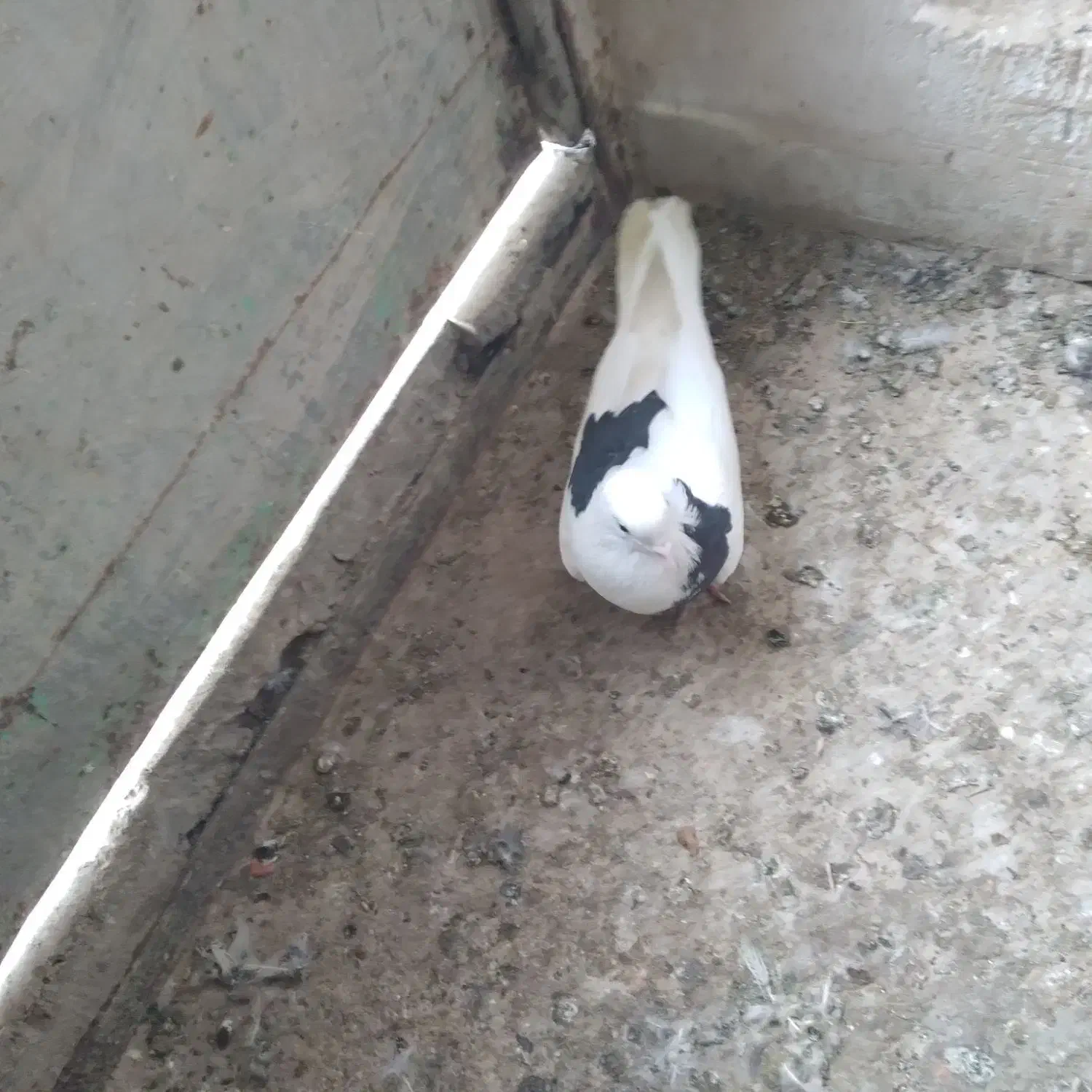 کبوتر کفتر|پرنده|قم, نخودی|دیوار