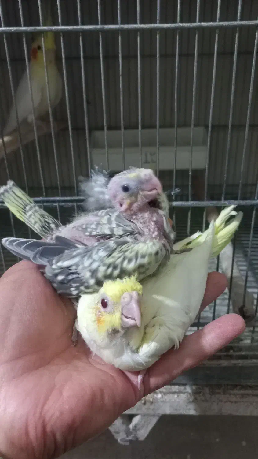 عروس هلندی و مرغ عشق انگلیسی|پرنده|هشتگرد, هشتگرد قدیم|دیوار