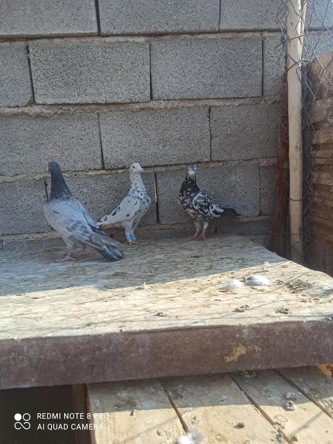 3تا سرورنر عالی|پرنده|شیراز, ارم|دیوار