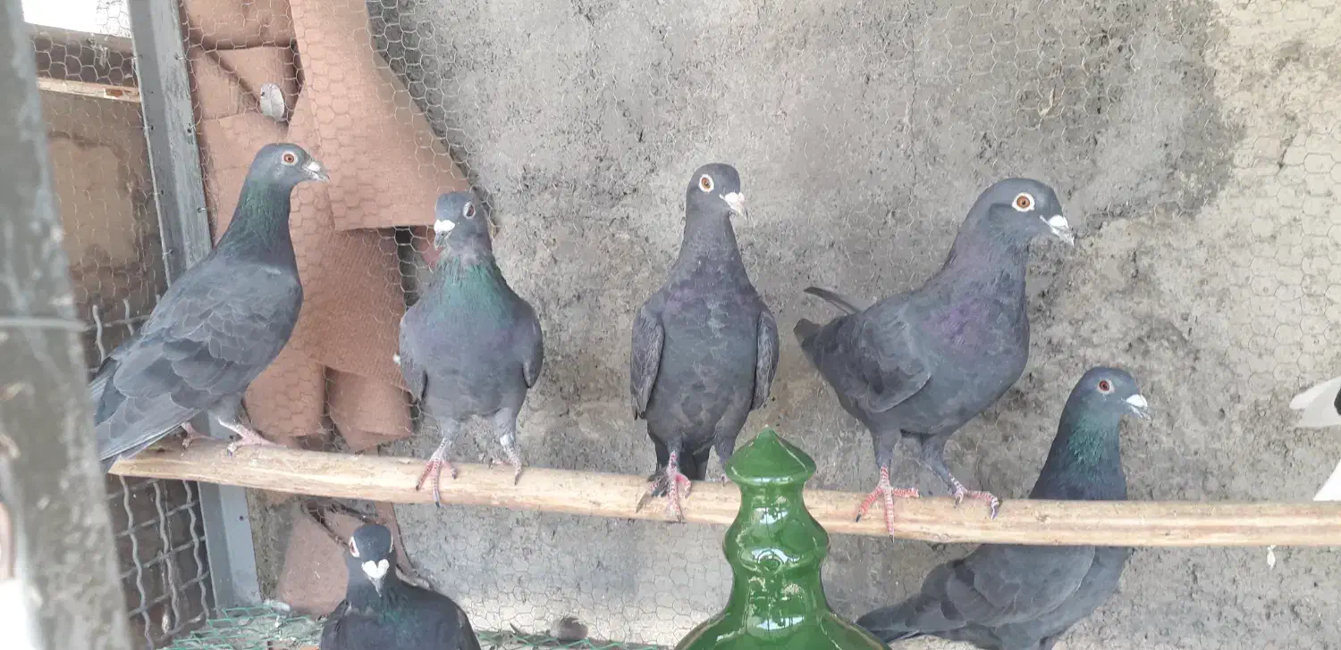 کبوتر پلاکی|پرنده|محمدشهر, محمدشهر|دیوار
