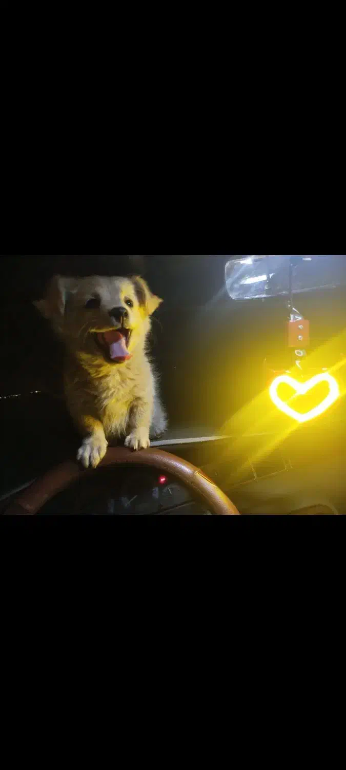 توله سگ نر|سگ|شهرضا, |دیوار