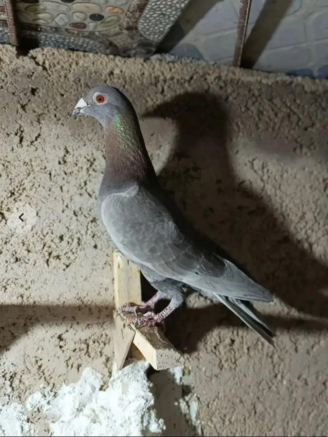 کفتر پلاکی زد خوردی|پرنده|شیراز, شهرک قمشه|دیوار