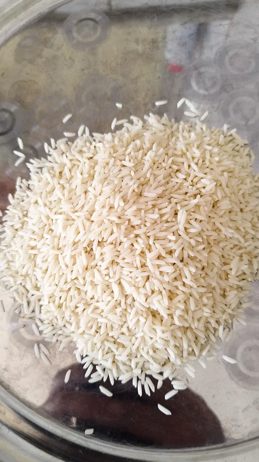 برنج طارم هاشمی دوباره کشت نوج|خوردنی و آشامیدنی|بابل, |دیوار