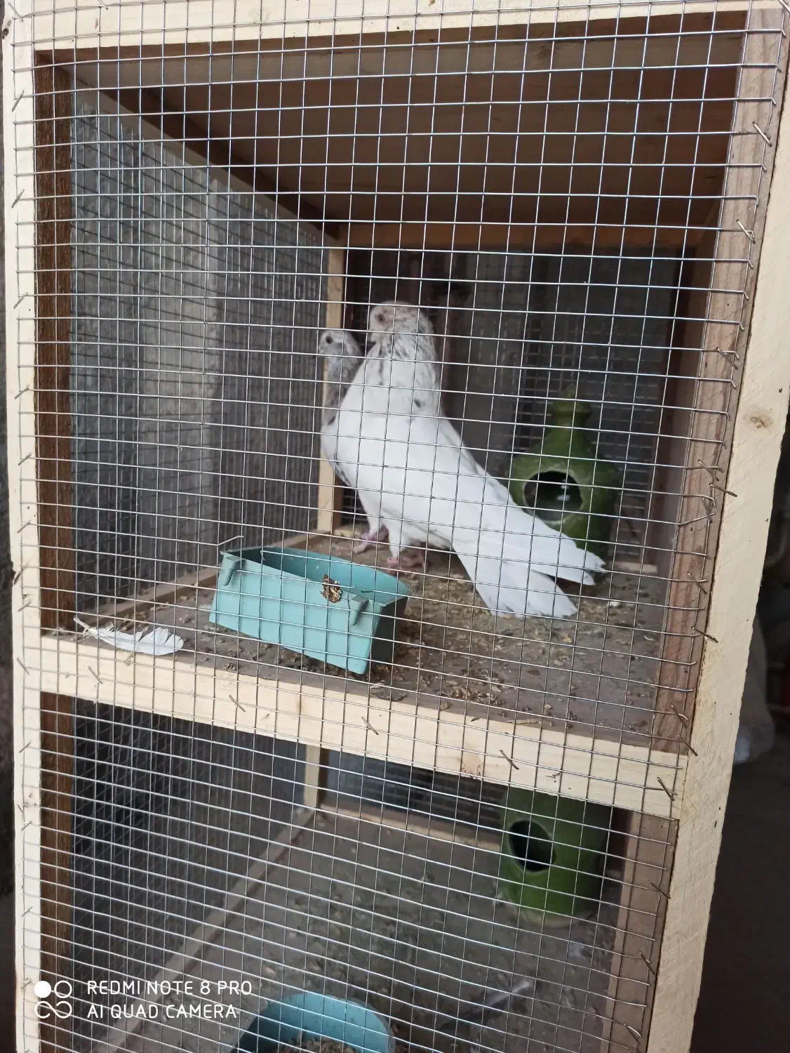 فروش کبوتر پرشی ونقشی|پرنده|پیر بکران, |دیوار