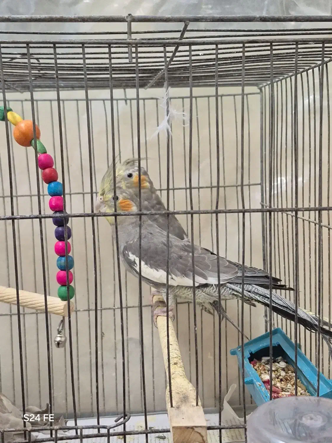 عروس هلندی|پرنده|شاهینشهر, گزبرخوار|دیوار