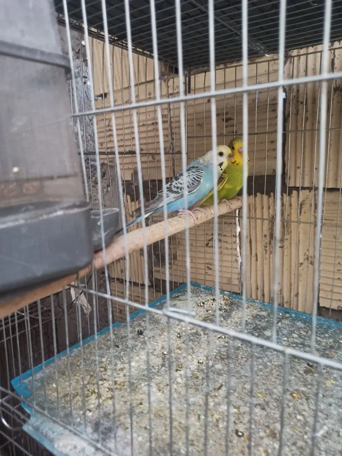 فروش مرغ عشق  پروانه ای و انگلیسی مولد روی تخم|پرنده|سیرجان, |دیوار