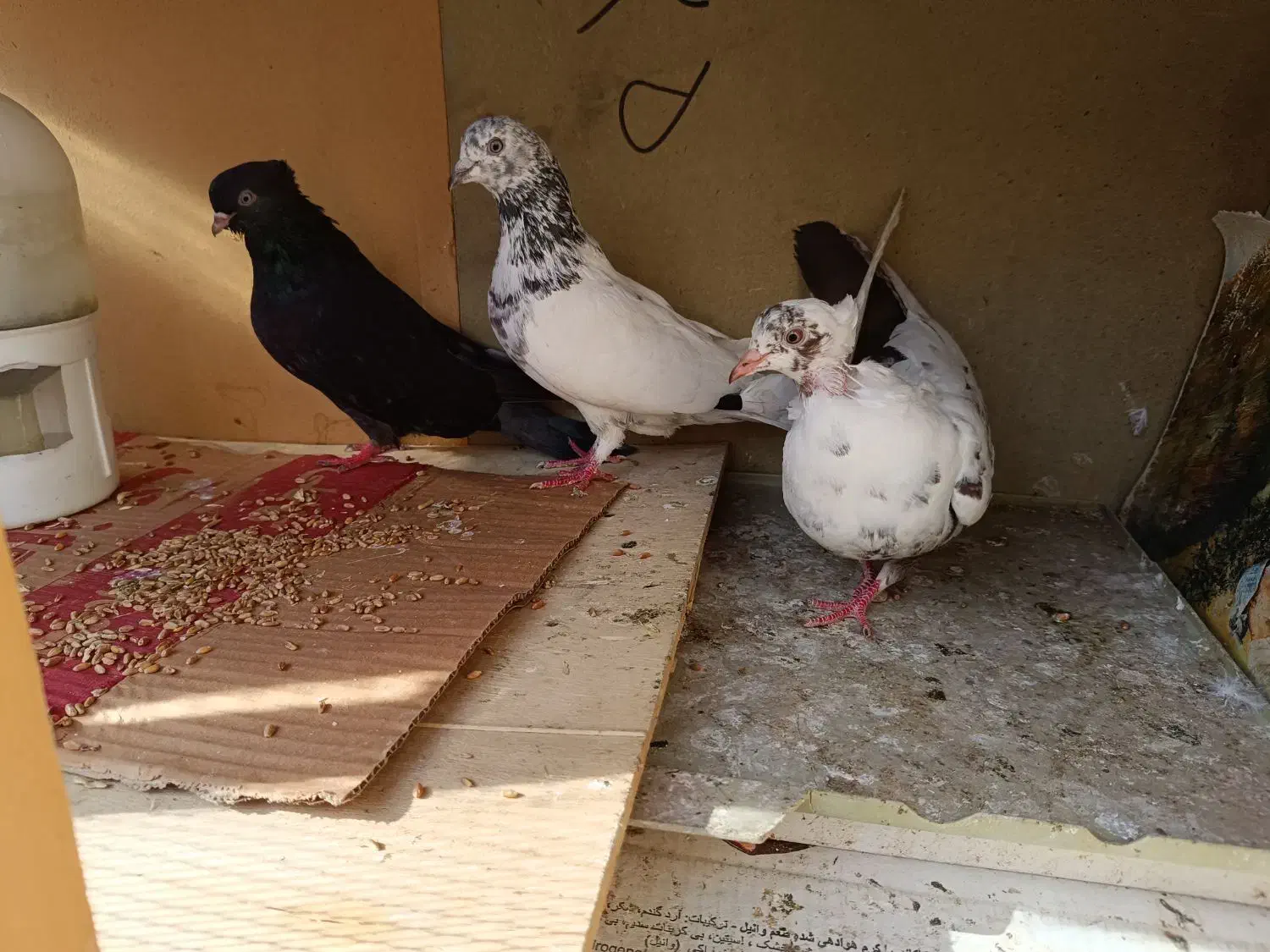3عدد کبوتر درجه یک|پرنده|شیراز, بازار|دیوار