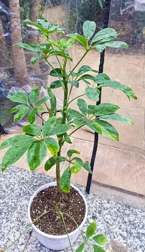 شفلر ۷۵|گل و گیاه طبیعی|بیرجند, |دیوار